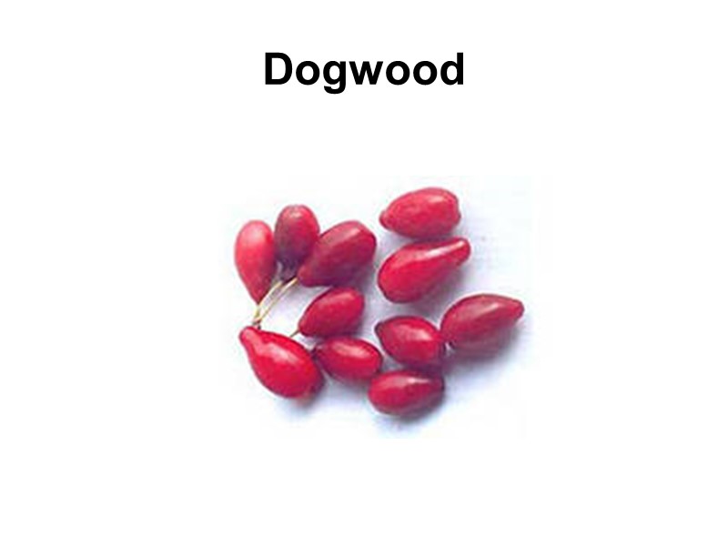 Dogwood